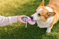 Perro bebiendo agua del cuenco plegable de la botella